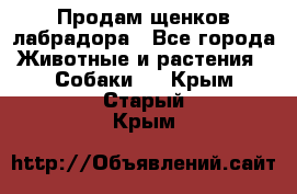 Продам щенков лабрадора - Все города Животные и растения » Собаки   . Крым,Старый Крым